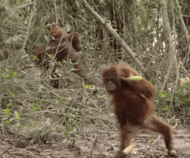 a couple of monkeys standing in the woods