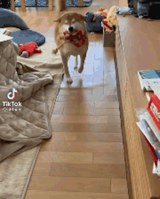 a dog with a toy in its mouth is running down a wooden floor in a living room .