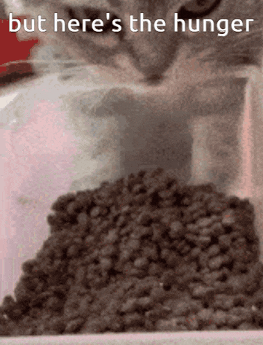 a cat is looking at a pile of food with the words but here 's the hunger written above it