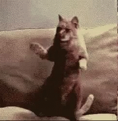 Cat Dance GIF - Cat Dance Funny GIFs
