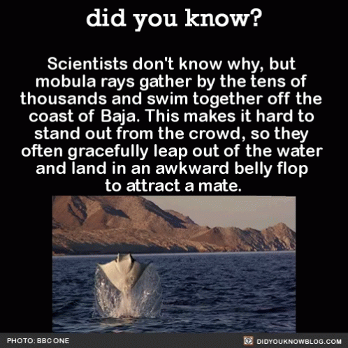 Did You Know Rays GIF - Did You Know Rays Sea GIFs