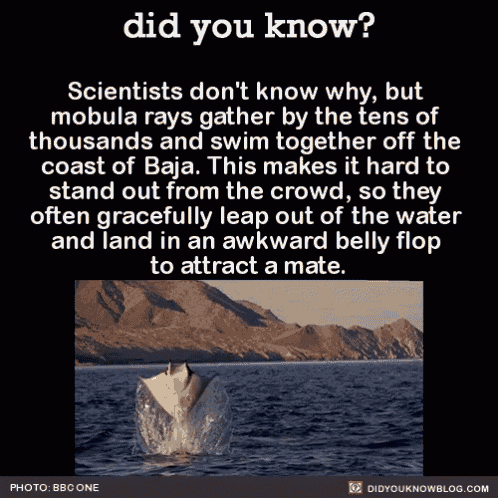 a picture of a shark jumping out of the water with a caption that says did you know