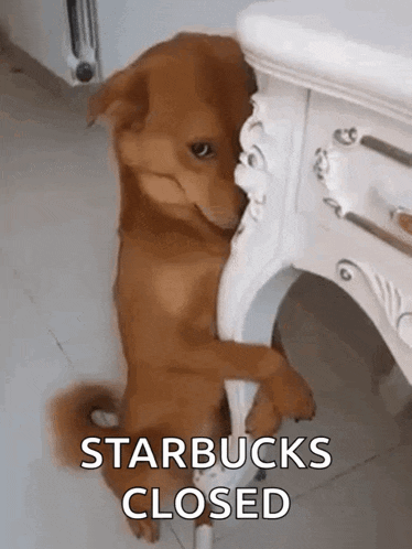 a brown dog is standing next to a table with the words starbucks closed written on it .