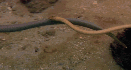 a snake is swimming in the water near a rocky reef