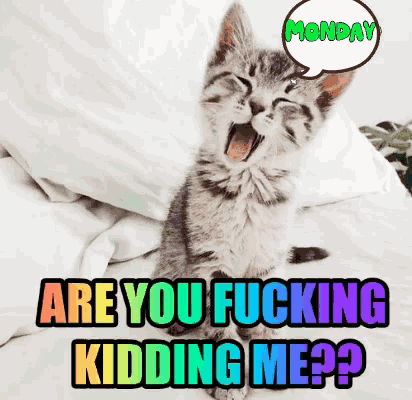 a kitten with its mouth open and a speech bubble that says monday are you fucking kidding me