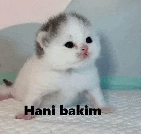 a small white and gray kitten is sitting on a bed with the words hani bakim written on the bottom .