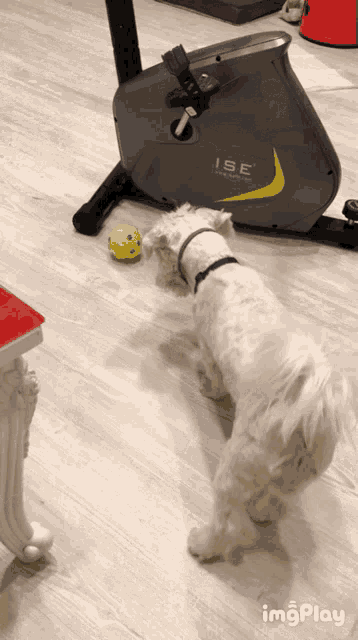 Pucci Football Dog GIF - Pucci Football Dog Freestyle Dog GIFs