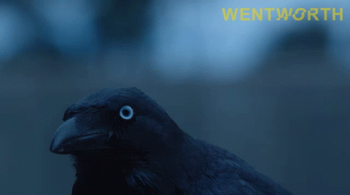 Crow Wentworth GIF - Crow Wentworth S7e2 GIFs