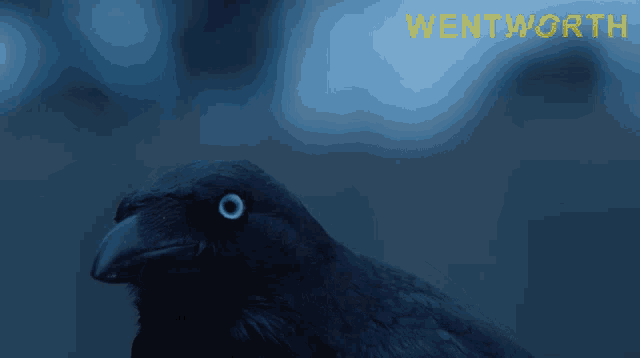 a close up of a bird with the word wentworth on the bottom right