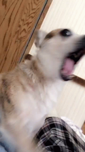Excited Shocked GIF - Excited Shocked Shocked Dog GIFs