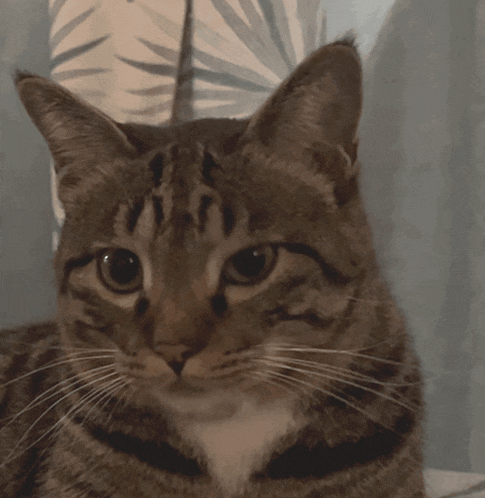 a close up of a cat 's face with a feather in the background
