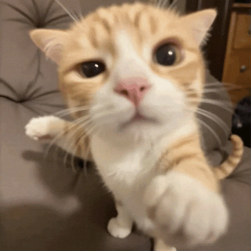an orange and white cat is standing on its hind legs and looking at the camera