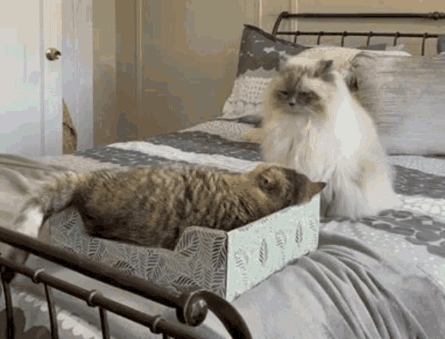 Cats Fighting GIF - Cats Fighting Fight GIFs