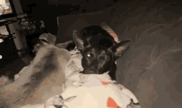 a dog laying on a couch with a cat