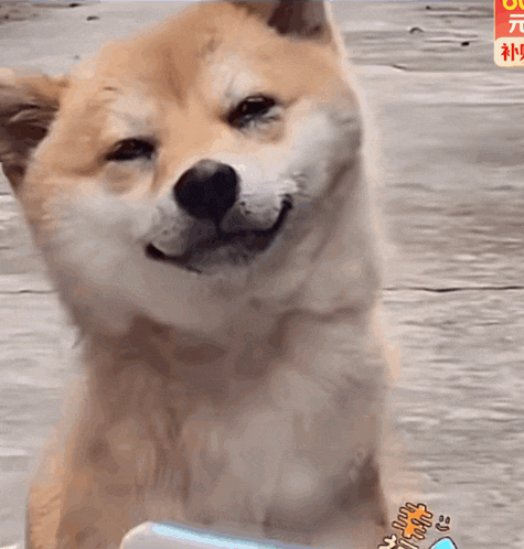 a close up of a dog 's face with chinese writing on the bottom right
