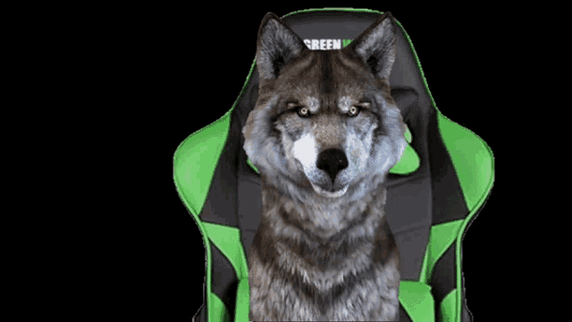 a wolf sitting in a green and black chair