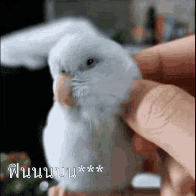 a person is holding a small white bird in their hand with a caption in a foreign language