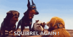 a group of dogs are standing next to each other and one of them is saying `` squirrel again ! ''