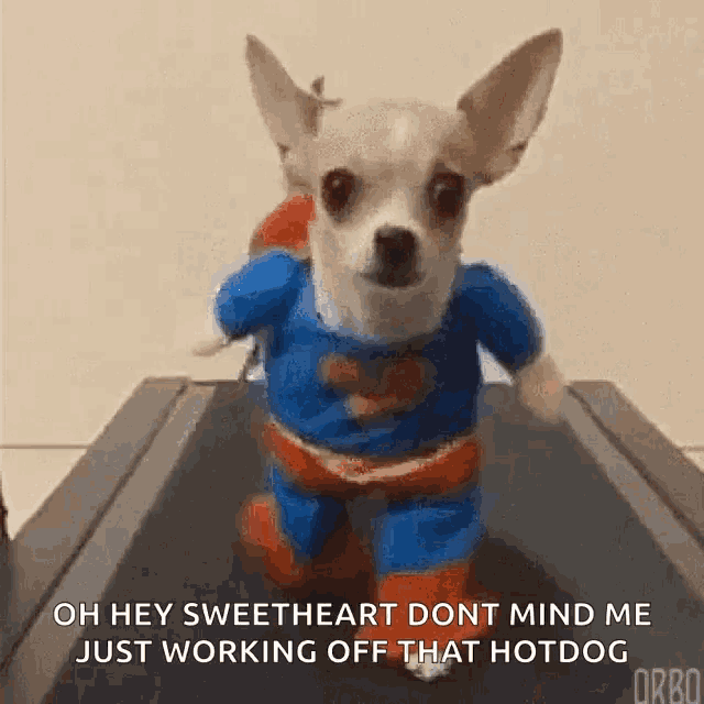 a small dog in a superman costume is running on a treadmill