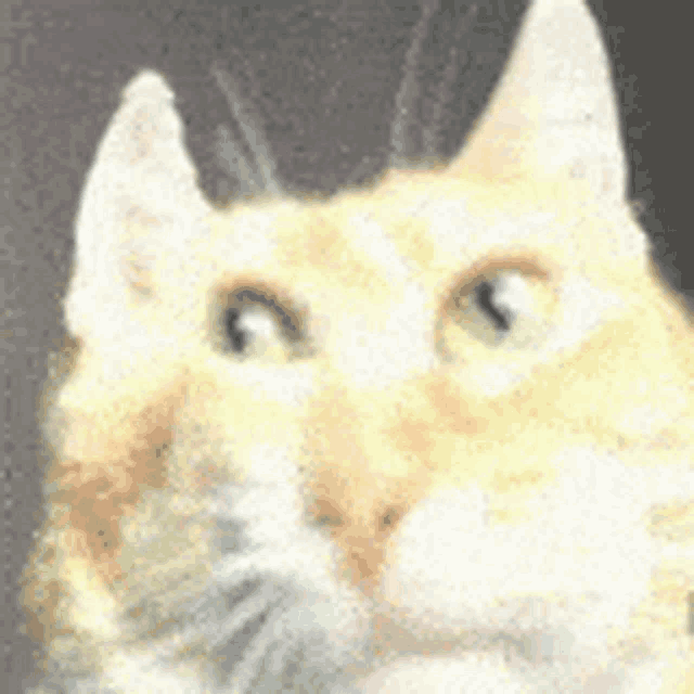 a close up of a cat 's face with green eyes looking at the camera