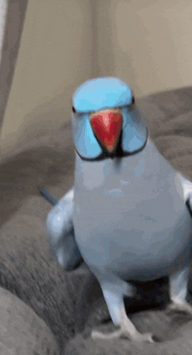 a blue and white parrot with a red beak
