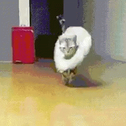 Meow Darling GIF - Cats Cute Cat Costume GIFs