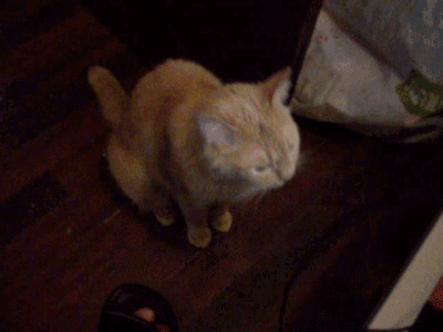 a cat is licking a person 's hand and looking at the camera