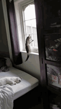 a cat is jumping out of a window while another cat lays on a bed