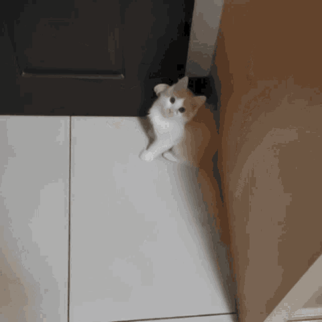 a white and orange kitten standing on a tiled floor