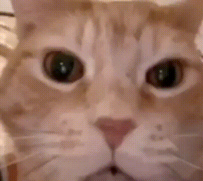 a close up of a cat 's face with a grid pattern