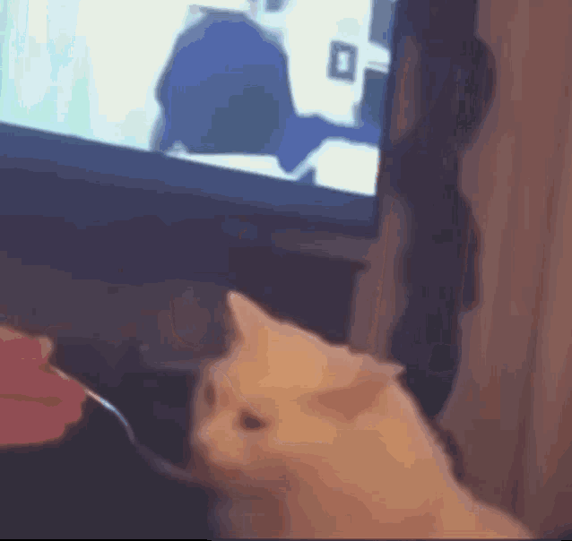 Cat Fun Cat Reacts GIF - Cat Fun Cat Reacts Cat Reaction GIFs