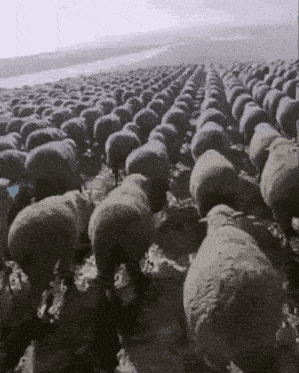 a herd of sheep are standing in a field and eating grass .