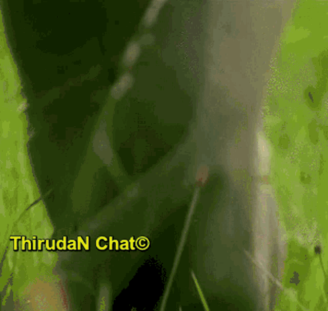 a blurred image of a person standing in the grass with the words " hirudan chat " on the bottom