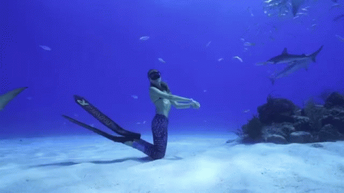 Diver Freediving GIF - Diver Freediving Shark GIFs