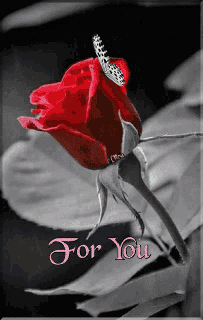 a red rose with a butterfly on it and the words " for you " on the bottom