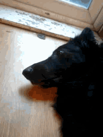 a black dog laying on a wooden floor looking at the camera