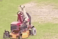 Dawgontheridinlawnmower Dawg On The Lawnmower GIF - Dawgontheridinlawnmower Dawg On The Lawnmower Dog On The Lawn Mower GIFs