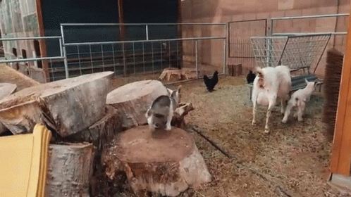 Jump Down Weed Em And Reap GIF - Jump Down Weed Em And Reap Goat GIFs