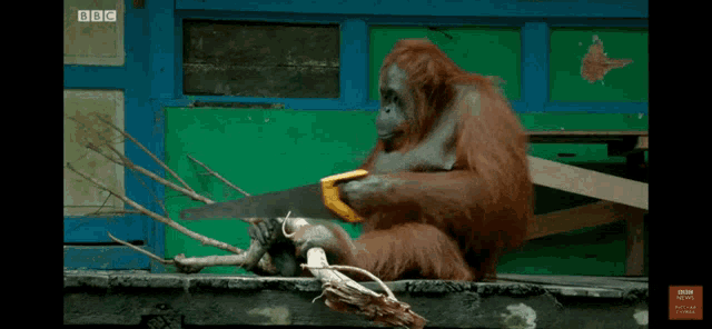 an orangutan is cutting a tree branch with a saw and the bbc logo can be seen in the background