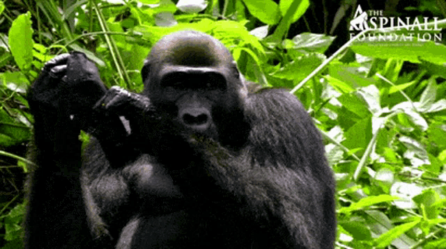 a gorilla is standing in a lush green forest with the spinal foundation written on the bottom