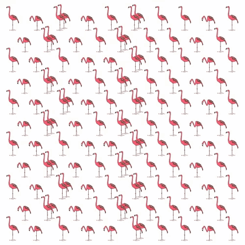 Flamingo Flamingos GIF - Flamingo Flamingos GIFs