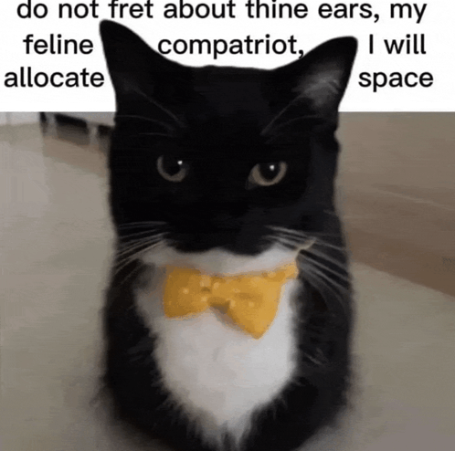 Cat Thine Ears GIF - Cat Thine Ears GIFs