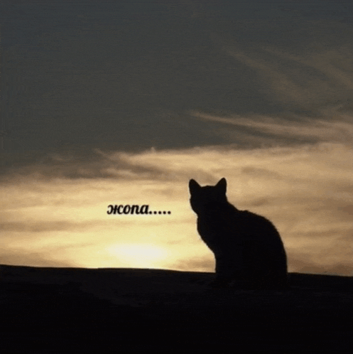 a cat is silhouetted against a sunset sky with a caption in a foreign language that says " jeona "
