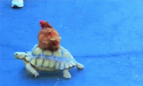 Slow Down Cowboy Chicken GIF - Slow Down Cowboy Chicken Turtle GIFs