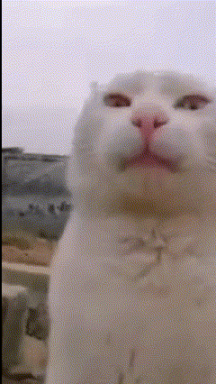 a close up of a white cat 's face with a pink nose