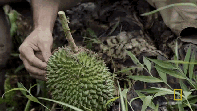 Cutting Durian Hazen Audel GIF - Cutting Durian Hazen Audel Primal Survivors GIFs