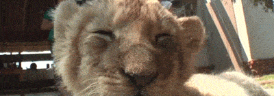 a close up of a lion cub looking at the camera