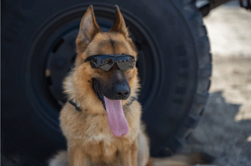 Military Dog Dinoeod GIF