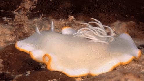 a white and yellow sea slug with spikes on the back