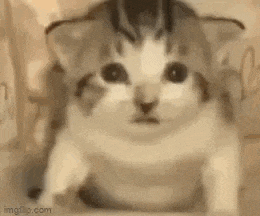 a close up of a cat 's face with a blurred background .